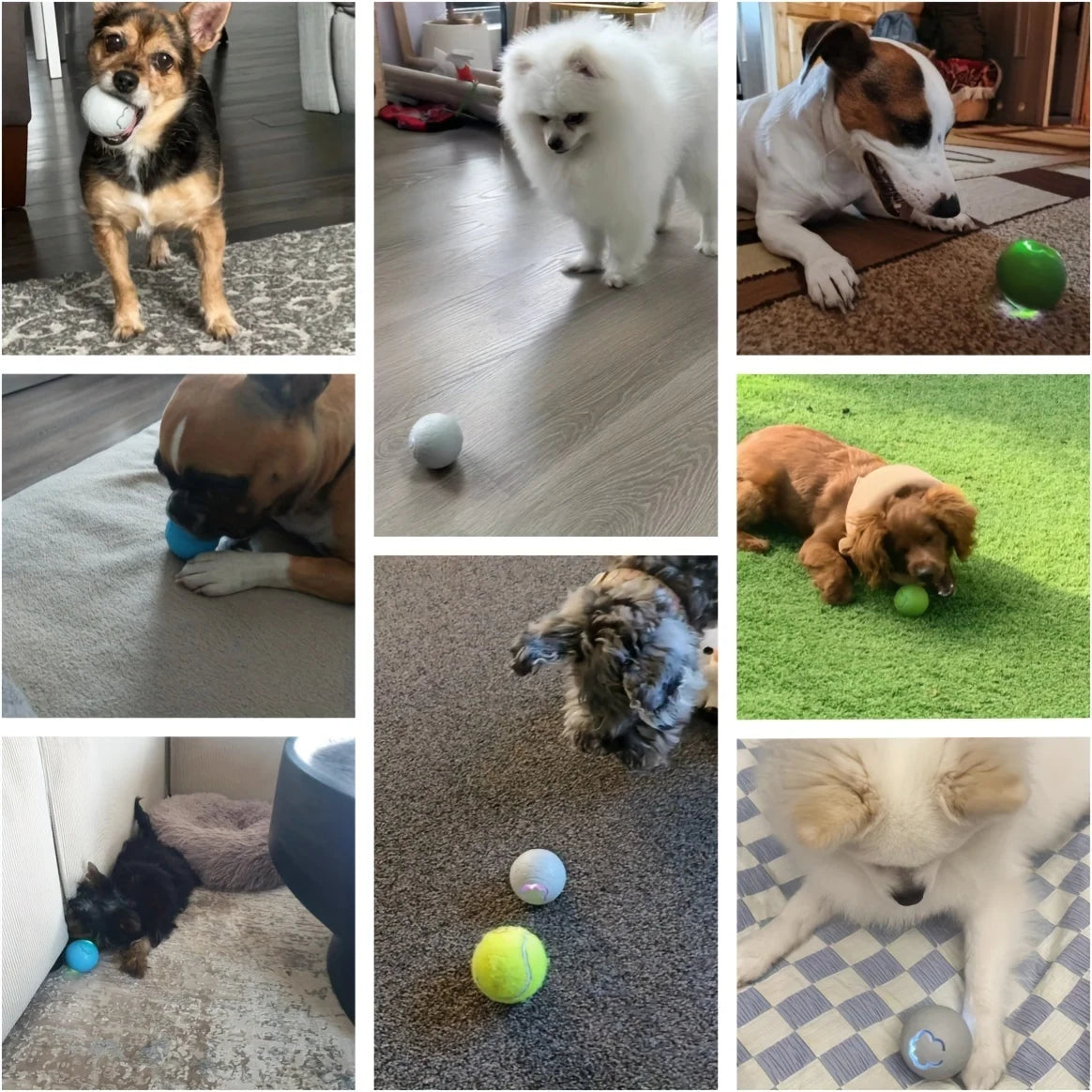 ✨ Rolly the Magic Ball – Interactive LED Pet Toy 🐾
