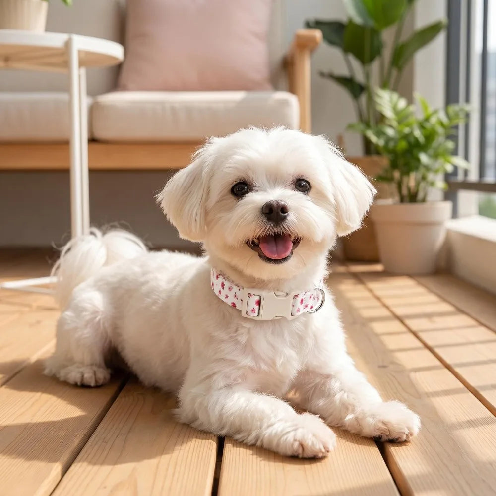 Blooming Paws Floral Pet Collar 🌸